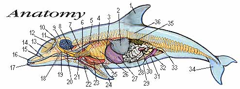 diagram of a dolphin